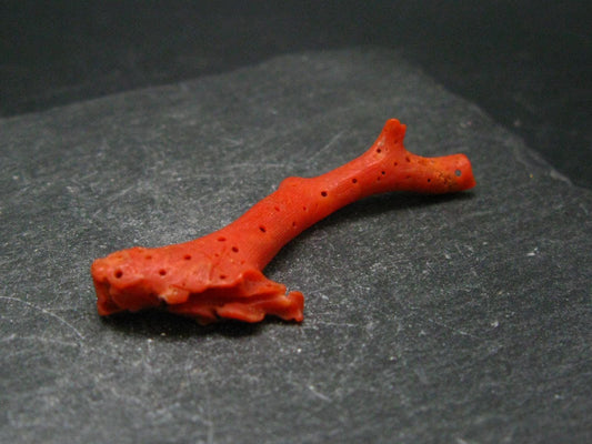 Rare Natural Red Coral From Italy - 1.8" - 1.65 Grams