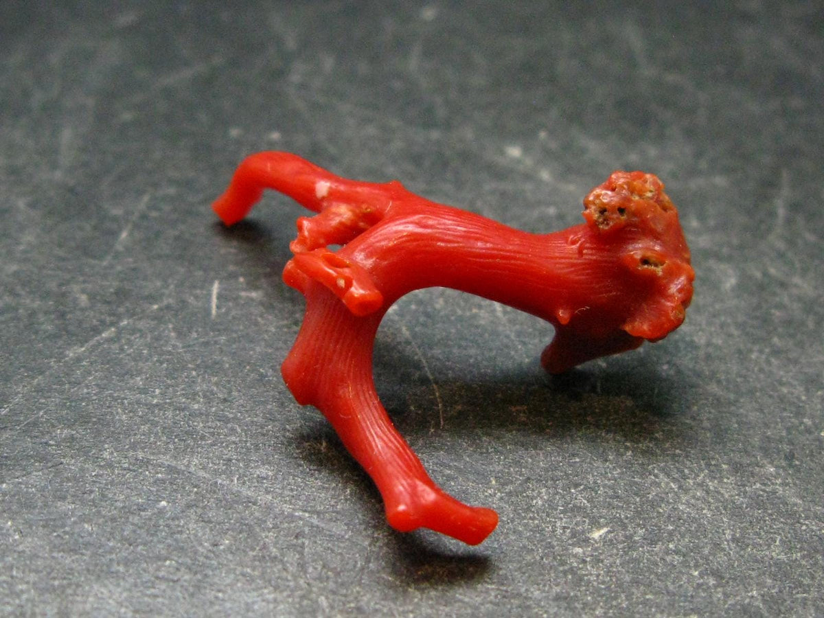 Rare Natural Red Coral From Italy - 1.3" - 1.84 Grams