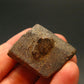 A Perfect Staurolite Crystal from USA - 1.2"