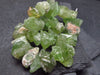 Peridot Genuine Bracelet ~ 7 Inches ~ 12mm Crystal Beads