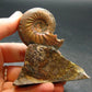 Pyritized Ammonite Fossil On Pyrite Matrix From Russia 150 MYO - 2.7" - 95.04 Grams