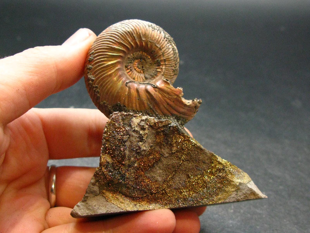 Pyritized Ammonite Fossil On Pyrite Matrix From Russia 150 MYO - 2.7" - 95.04 Grams