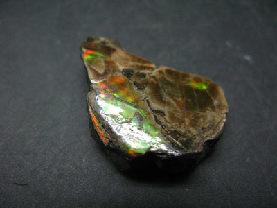 Ammolite Ammollite Fossil From Alberta Canada - 1.3" - 8.9 Grams