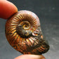 Pyritized Ammonite Fossil From Russia 150 MYO - 1.6" - 26.41 Grams