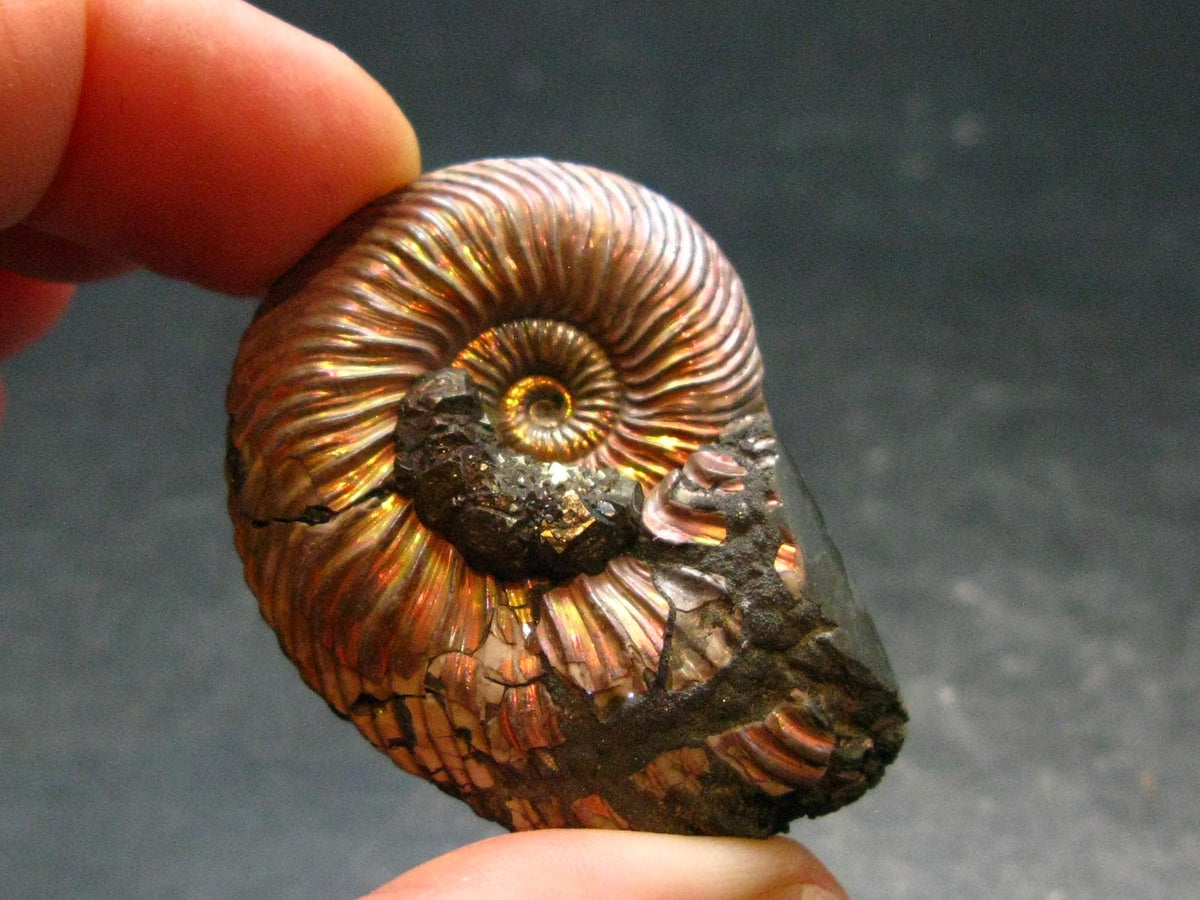 Pyritized Ammonite Fossil From Russia 150 MYO - 1.6" - 26.41 Grams