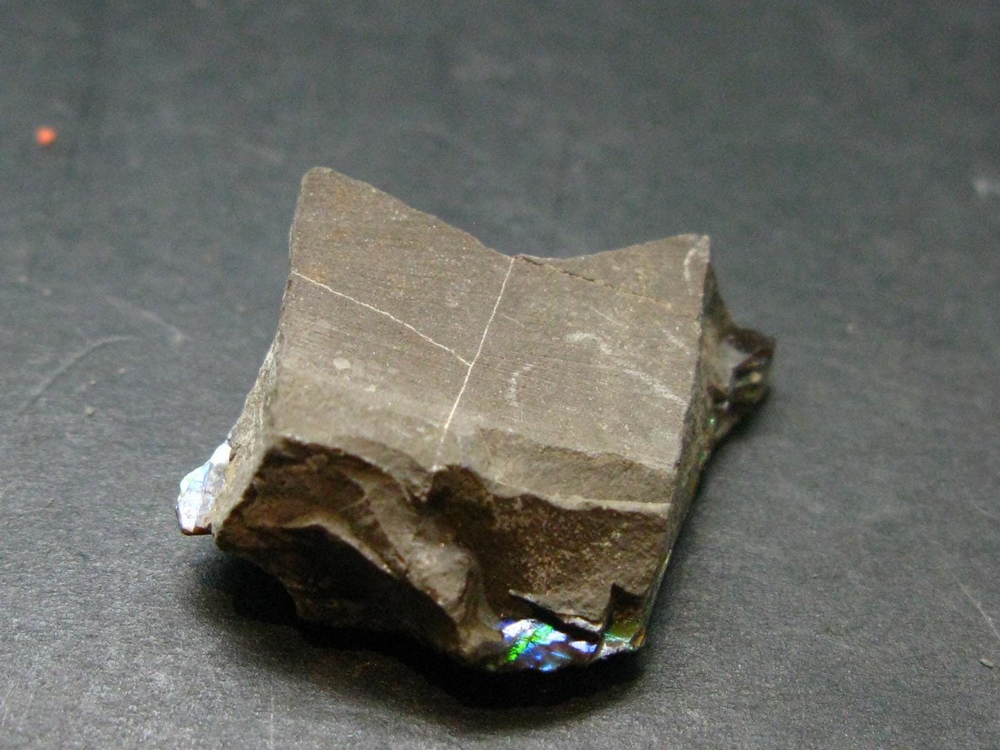 Ammolite Ammollite Fossil From Alberta Canada - 1.0" - 5.93 Grams