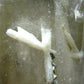 Bertrandite on Quartz cluster from Russia - 2.5"
