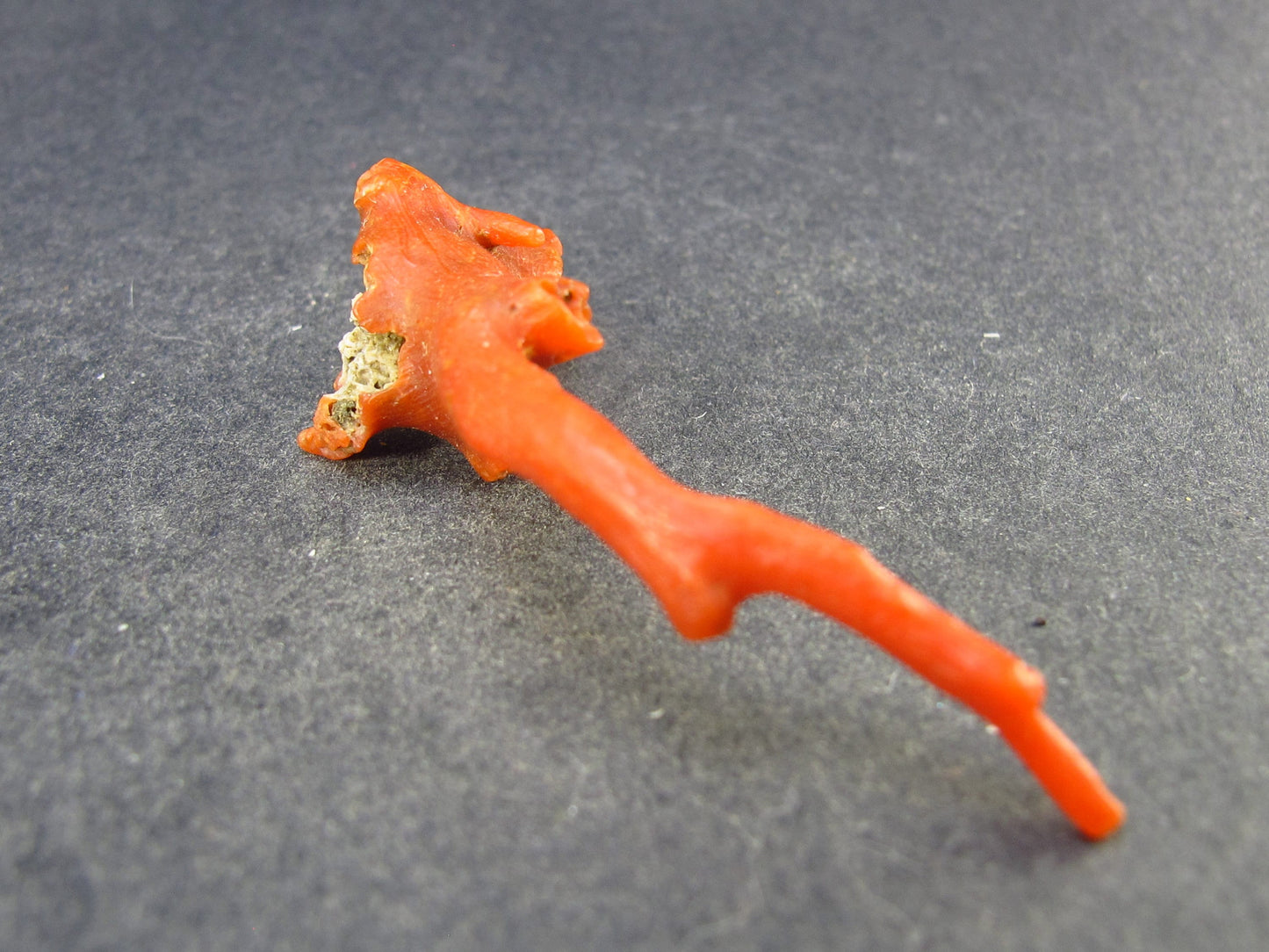 Rare Natural Red Coral From Italy - 2.2" - 3.6 Grams