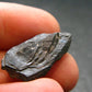 Columbite Crystal From Brazil - 0.9" - 5.32 Grams