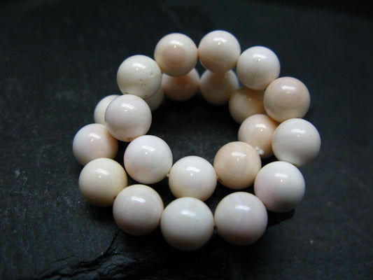 Conch Shell Genuine Bracelet ~ 7 Inches ~ 8mm Round Beads
