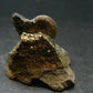 Pyritized Ammonite Fossil On Pyrite Matrix From Russia 150 MYO - 1.3" - 35.72 Grams