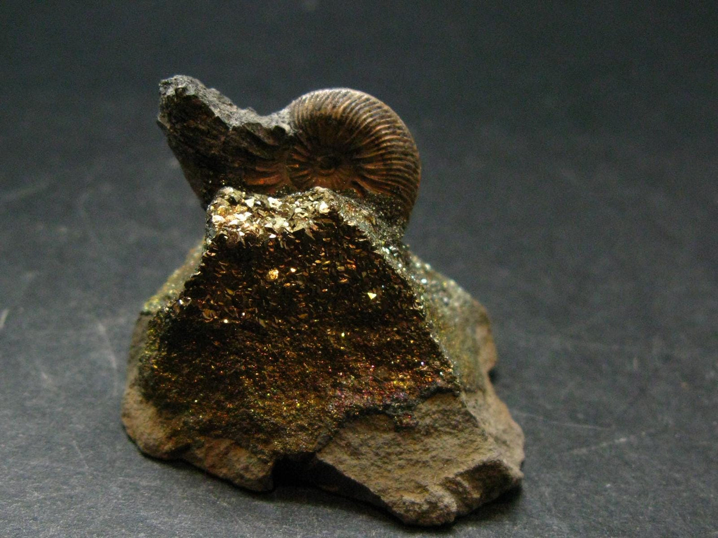 Pyritized Ammonite Fossil On Pyrite Matrix From Russia 150 MYO - 1.3" - 35.72 Grams