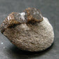 A Perfect Staurolite Crystal on Matrix from Russia - 0.9" - 7.88 Grams