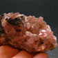 Cobaltocalcite Cobalto Calcite Cluster From Morocco - 2.3"