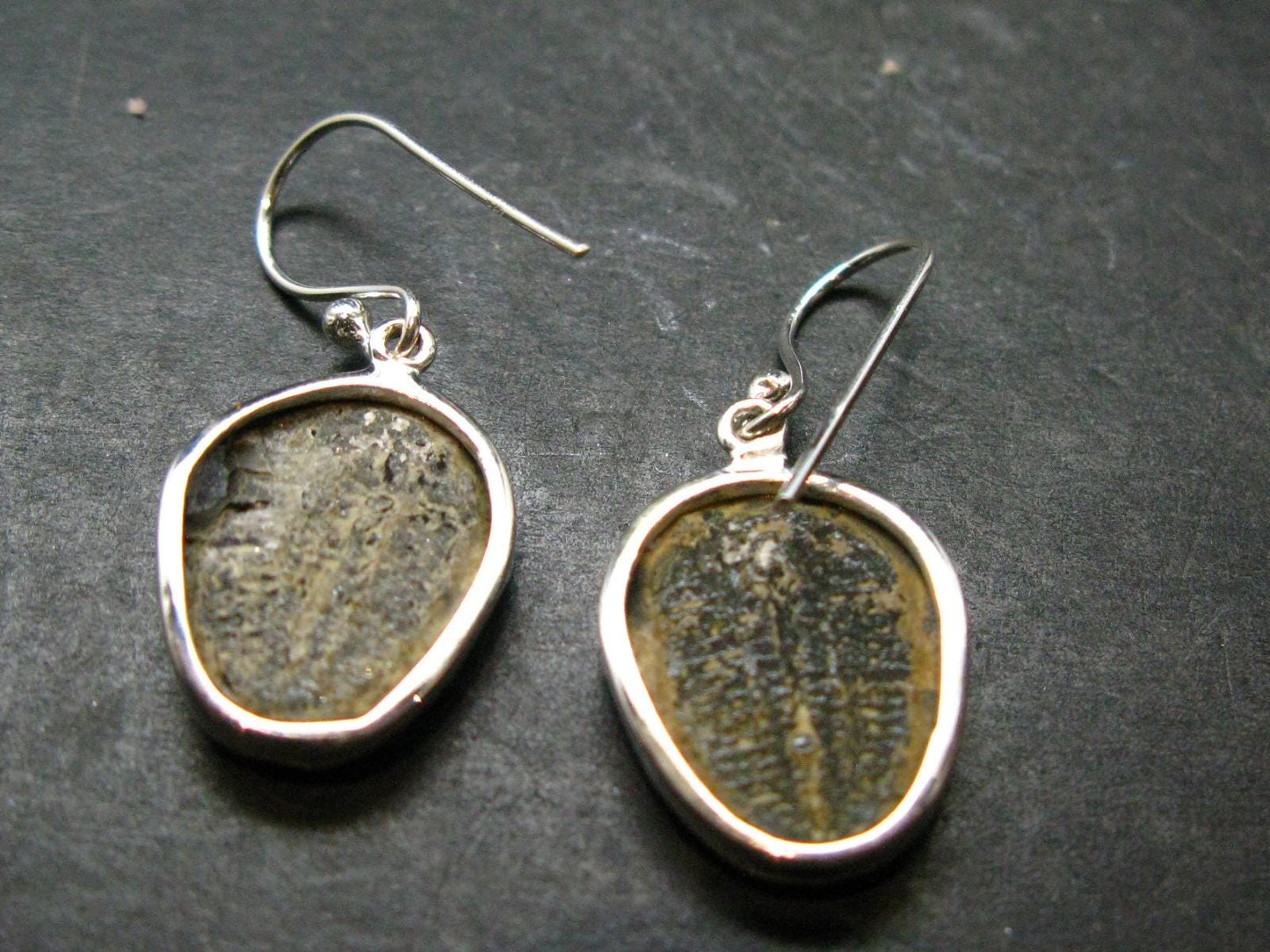 Trilobite Silver Earrings from USA - 1.3" - 4.68 Grams