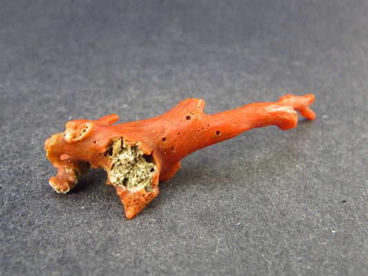 Rare Natural Red Coral From Italy - 2.2" - 3.6 Grams