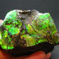 Ammolite Ammollite Fossil From Alberta Canada - 2.3" - 128.94 Grams