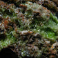 Very Nice Rare Pyromorphite cluster from China - 3.3" - 308 Grams