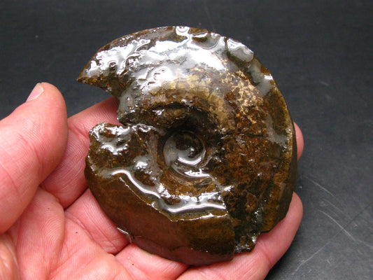 Ammolite Ammollite Fossil From Alberta Canada - 3.2" - 94.57 Grams