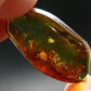 Insects in Amber Piece From Baltic Sea - 4.68 Grams - 1.6"