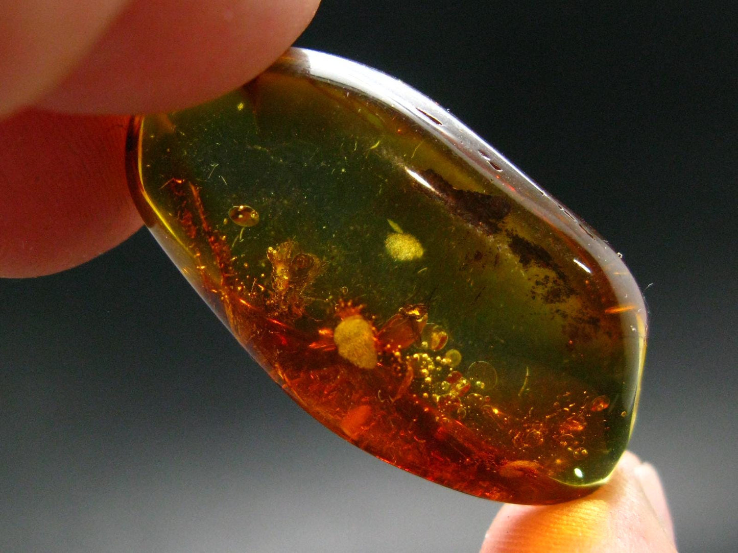 Insects in Amber Piece From Baltic Sea - 4.68 Grams - 1.6"