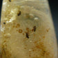 Insects in Amber Piece From Colombia - 6.67 Grams - 2.1"