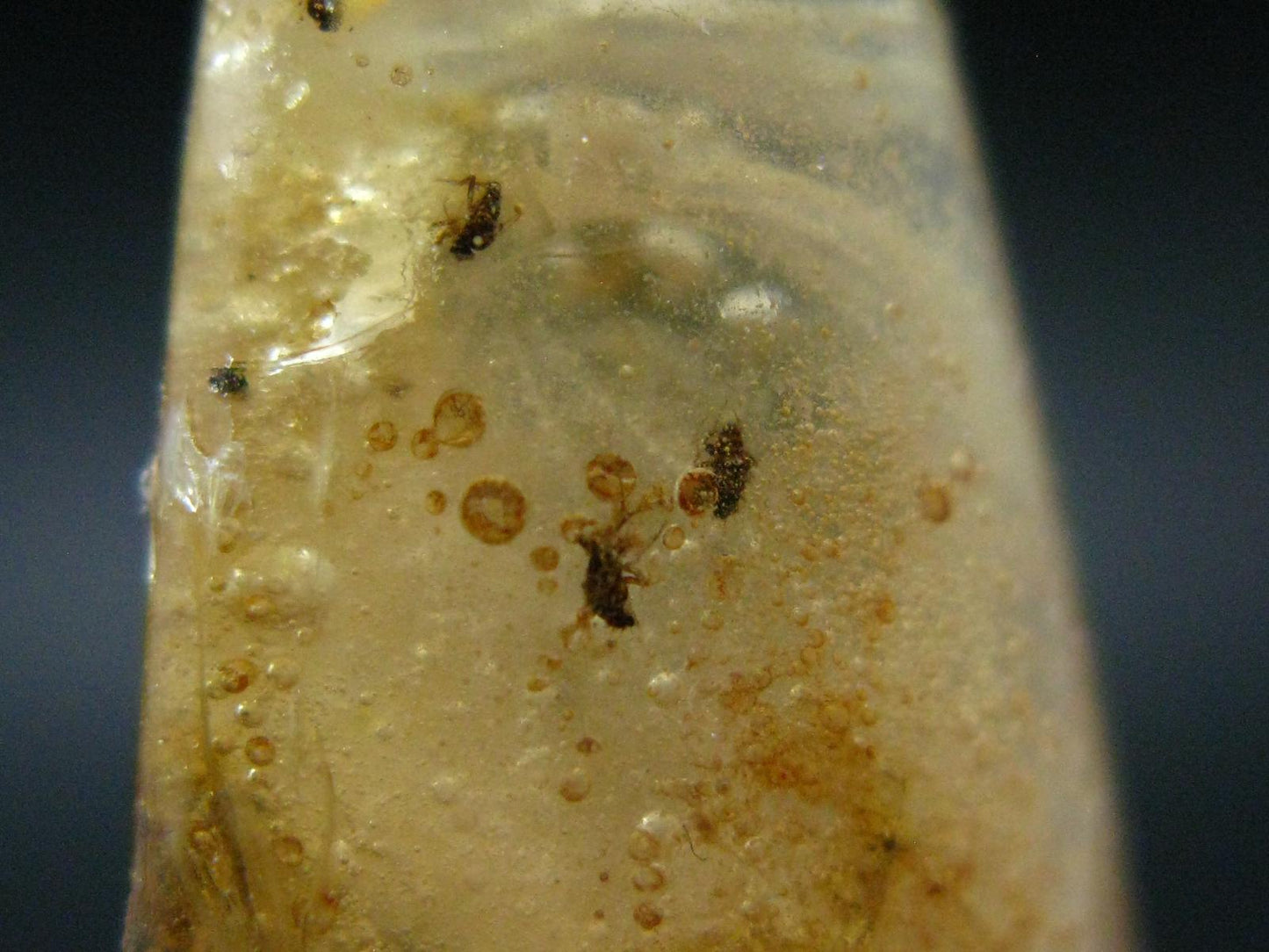 Insects in Amber Piece From Colombia - 6.67 Grams - 2.1"