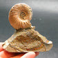 Pyritized Ammonite Fossil On Pyrite Matrix From Russia 150 MYO - 2.7" - 134.33 Grams