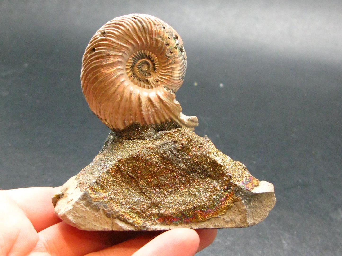 Pyritized Ammonite Fossil On Pyrite Matrix From Russia 150 MYO - 2.7" - 134.33 Grams