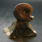 Pyritized Ammonite Fossil On Pyrite Matrix From Russia 150 MYO - 3.1" - 120.67 Grams