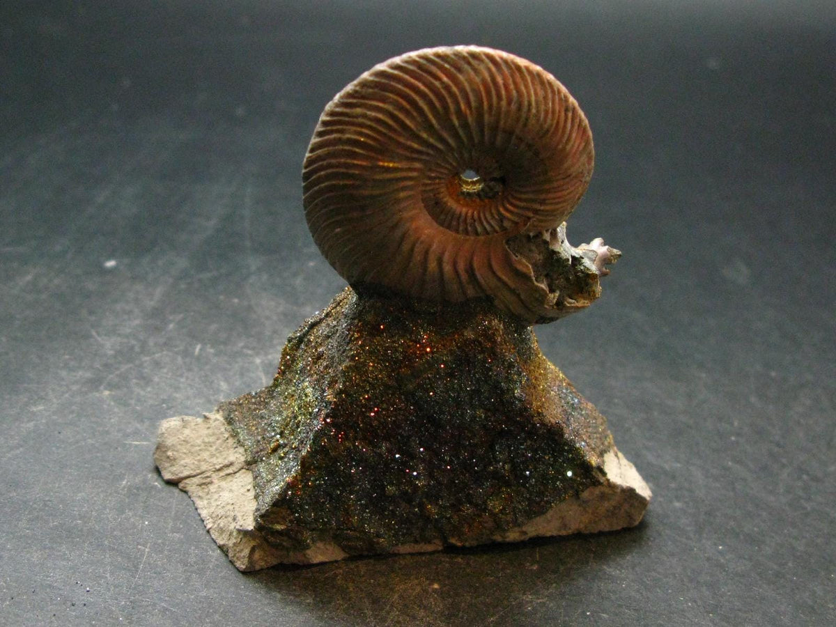 Pyritized Ammonite Fossil On Pyrite Matrix From Russia 150 MYO - 3.1" - 120.67 Grams