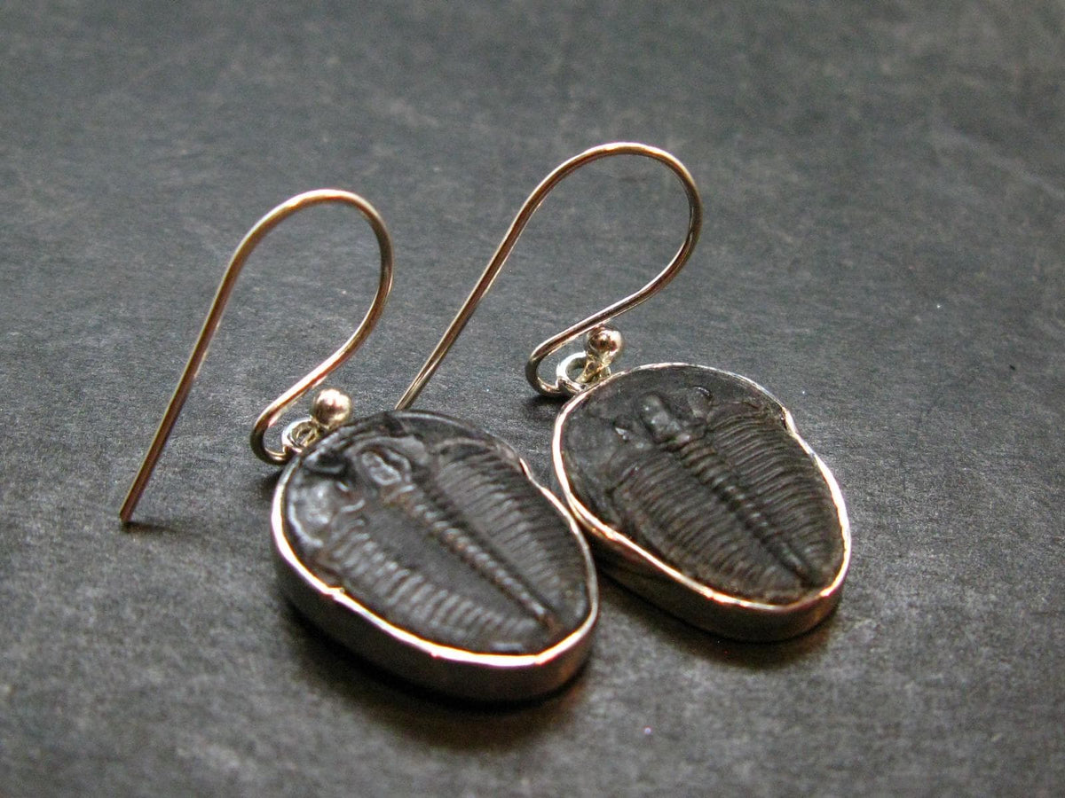 Trilobite Silver Earrings from USA - 1.3" - 4.38 Grams