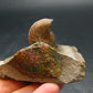 Pyritized Ammonite Fossil On Pyrite Matrix From Russia 150 MYO - 1.4" - 60.20 Grams