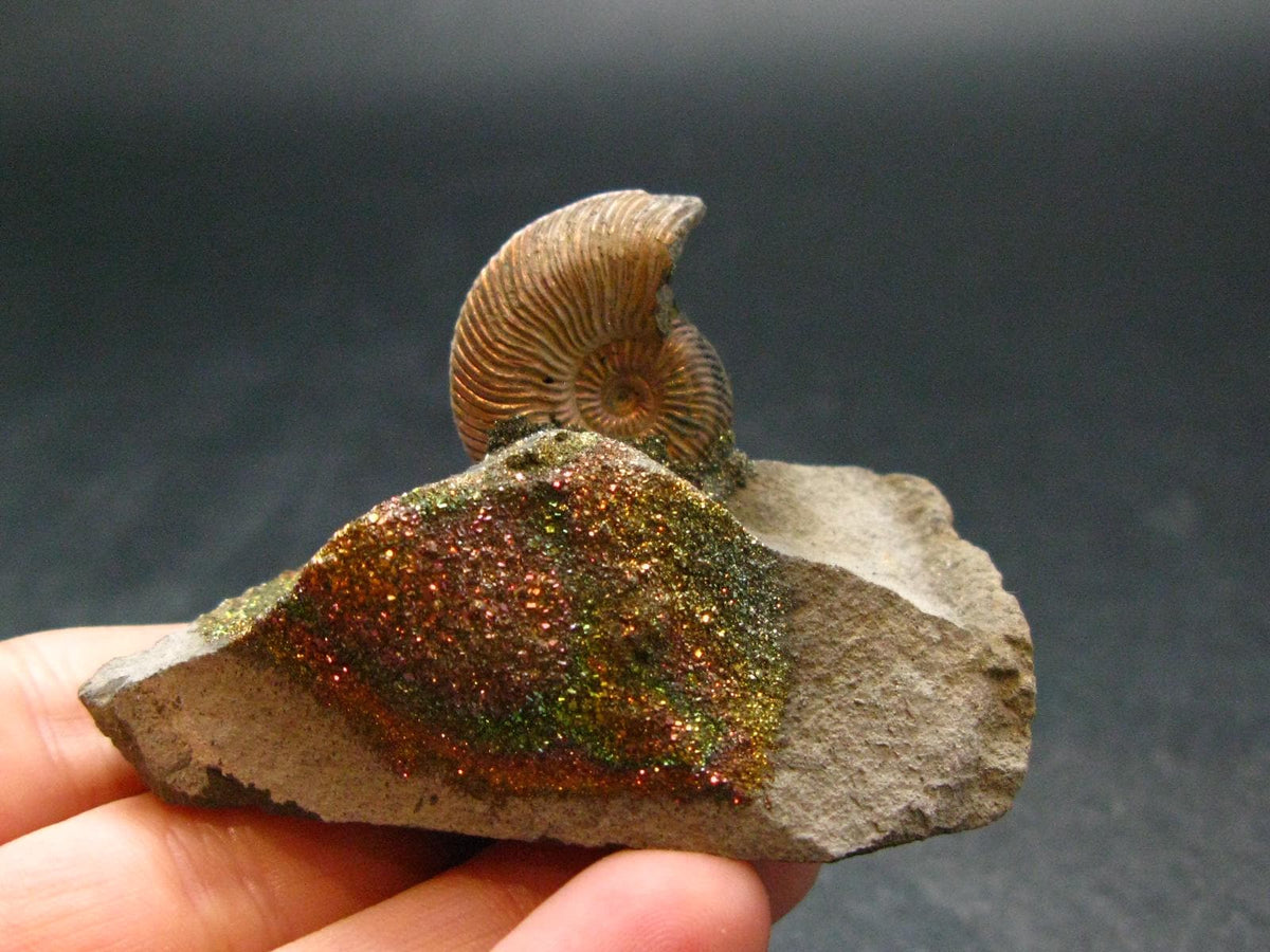 Pyritized Ammonite Fossil On Pyrite Matrix From Russia 150 MYO - 1.4" - 60.20 Grams