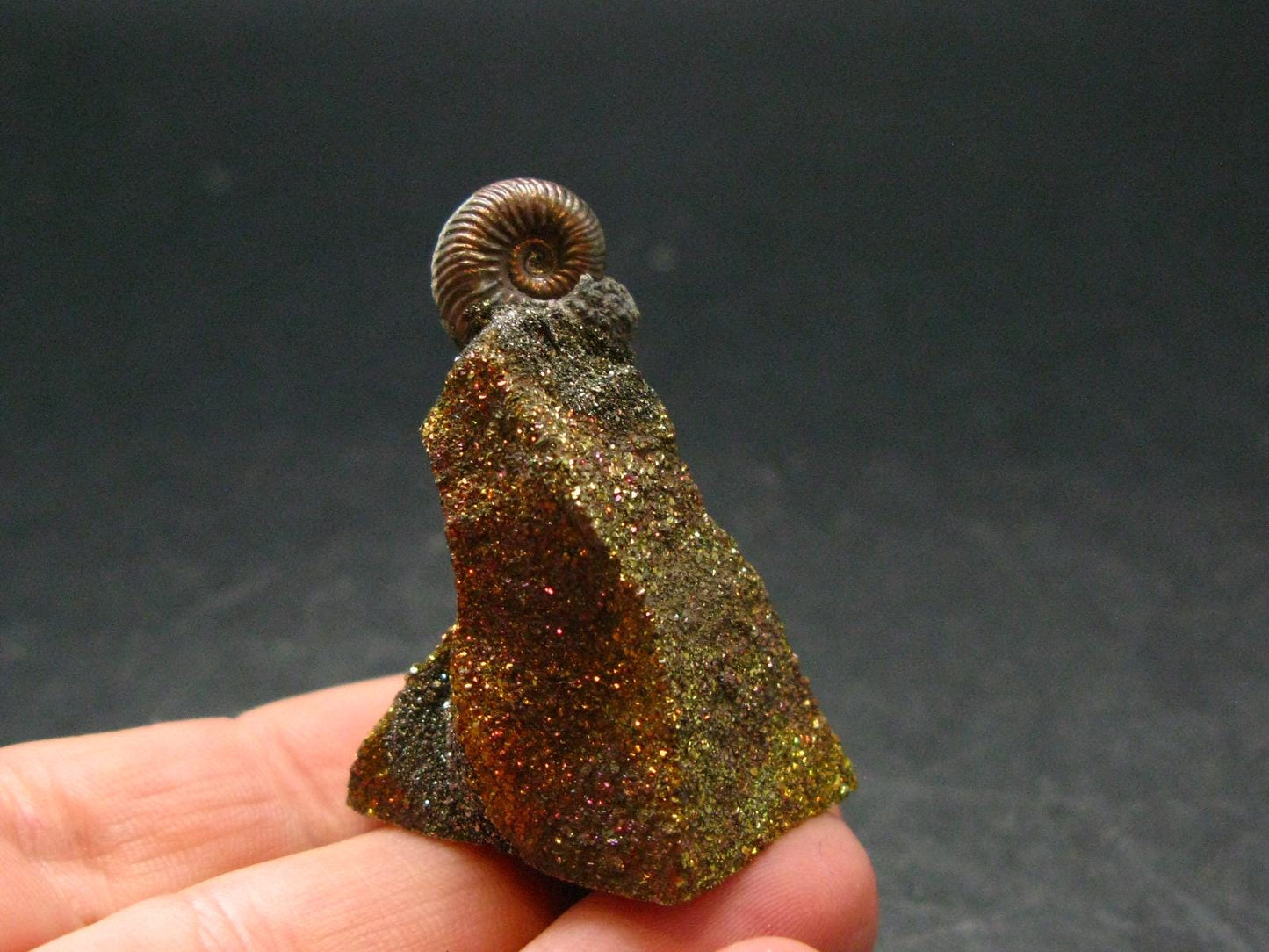 Pyritized Ammonite Fossil On Pyrite Matrix From Russia 150 MYO - 2.7" - 20.87 Grams