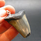 Megalodon Shark Tooth 7 MYO Silver Pendant From S. Carolina USA - 1.7"