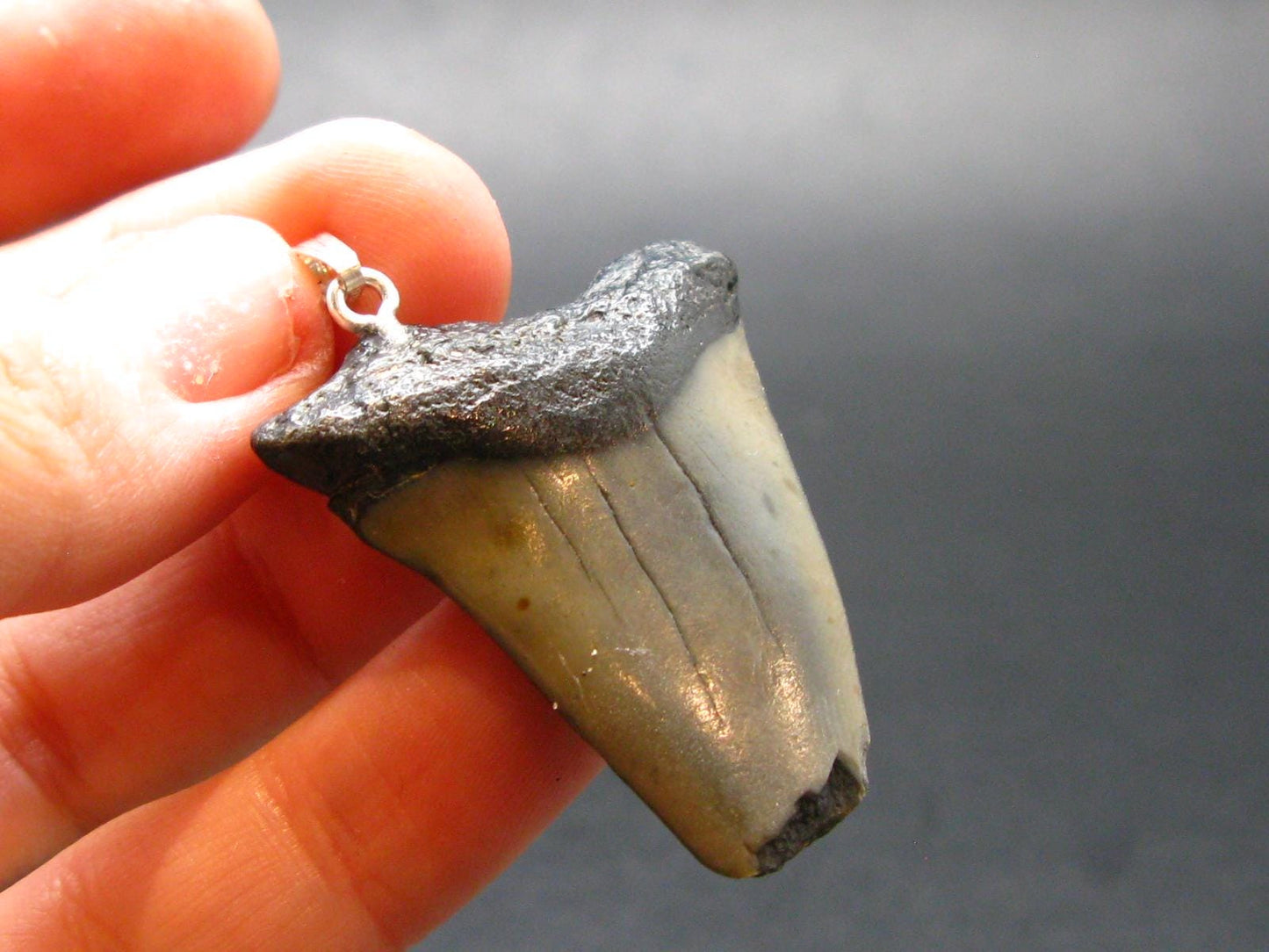 Megalodon Shark Tooth 7 MYO Silver Pendant From S. Carolina USA - 1.7"