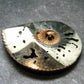 Pyritized Ammonite Fossil From Russia 150 MYO - 1.7" - 24.76 Grams