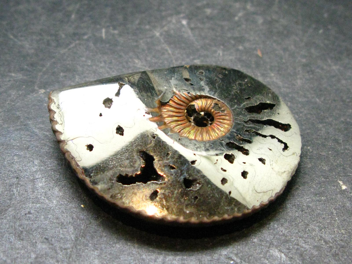 Pyritized Ammonite Fossil From Russia 150 MYO - 1.7" - 24.76 Grams