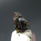 Rare Painite Crystal From Myanmar - 1.75 Carats