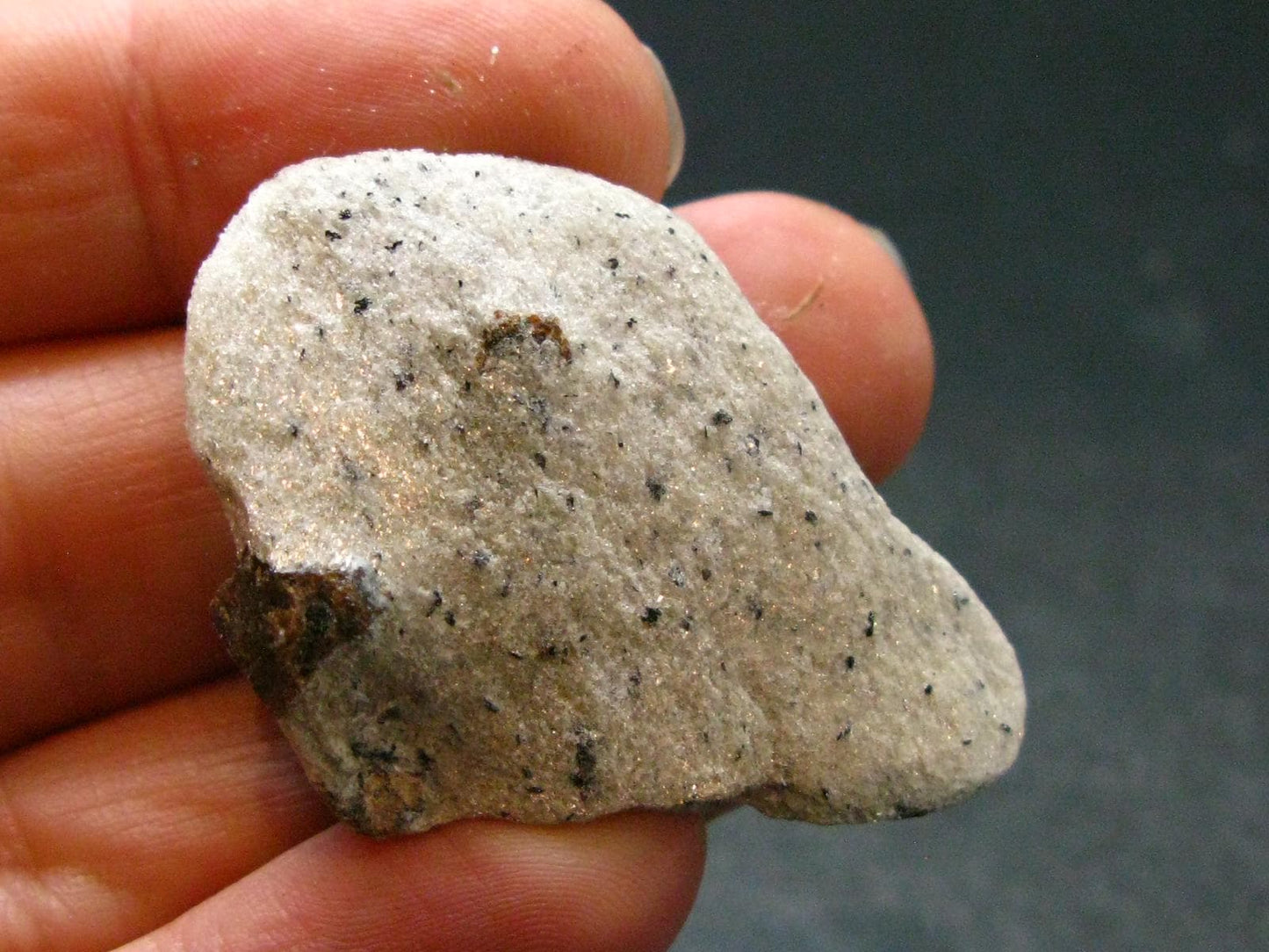 A Perfect Staurolite Crystal on Matrix from Russia - 1.5" - 10.91 Grams