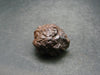 Rare Prophecy Stone Limonite after Pyrite From Egypt - 1.3" - 40.8 Grams