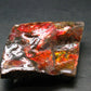 Ammolite Ammollite Fossil From Alberta Canada - 2.6" - 92.83 Grams