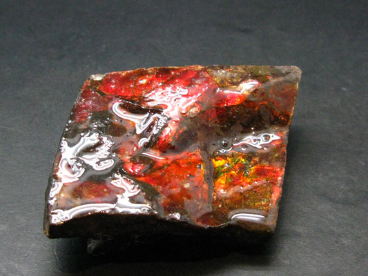 Ammolite Ammollite Fossil From Alberta Canada - 2.6" - 92.83 Grams