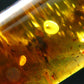Insects in Amber Piece From Baltic Sea - 5.51 Grams - 1.8"