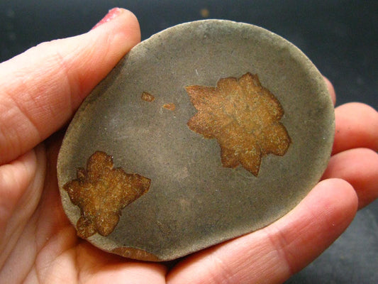 Glendonite (Ikaite after Calcite) Crystal From Russia - 2.5" - 72.49 Grams