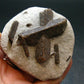 A Perfect Staurolite Crystal from Russia - 2.8" - 126.69 Grams