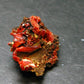 Rare Orange Crocoite Cluster From Australia - 1.1"- 13.35 Grams