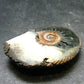 Pyritized Ammonite Fossil From Russia 150 MYO - 1.6" - 26.41 Grams