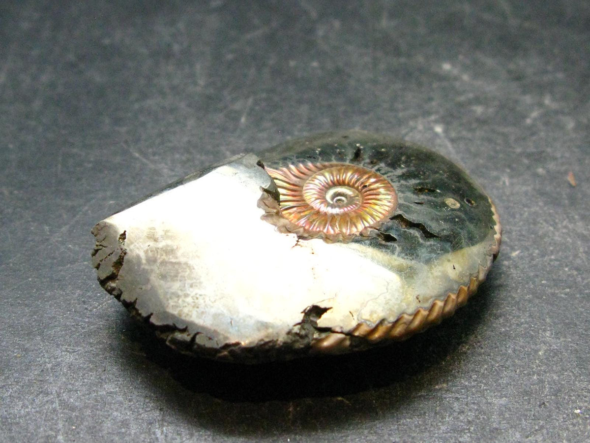 Pyritized Ammonite Fossil From Russia 150 MYO - 1.6" - 26.41 Grams